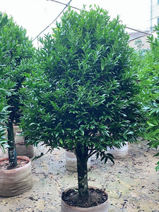竹柏大树苗大型