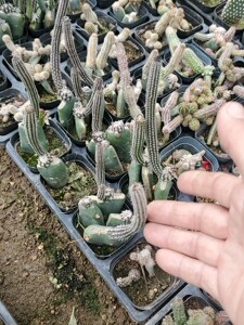 00壹一幸福fei天赐淘宝多肉植物冰心玉骨 银纽仙人球仙人掌鹿角柱