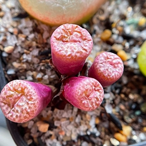 肉锥 4头玛瑙玉红嘴巴红点点群生大型种多肉植物一物一拍