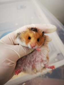 卷毛携眼线基因带斑肉桂火假面金丝熊