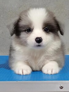 同城自提!陨石灰边境牧羊犬,陨石边牧幼犬便宜出!公母都有