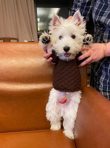 纯手工编织狗狗毛衣，分里外两层编织，样式多样，尺寸见图。，不