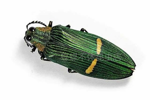 国外昆虫标本 马来西亚吉丁虫a1完好单只23元随机发货