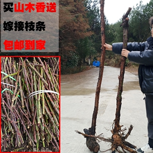 山木香直杆,红刺藤15元一根,包邮红皮山木香嫁接树月季树桩月