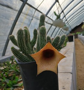 多肉植物 罗摩科 丽钟阁 感兴趣的话点"我想要"和我私聊吧