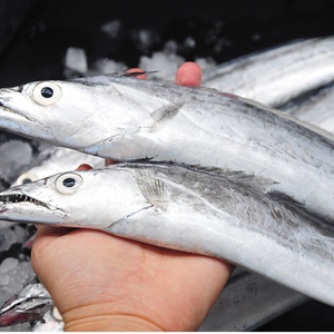 【整条特大】带鱼刀鱼十斤装2斤1条特大整条新鲜海鲜水产  年