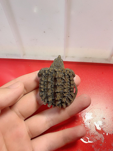 大鳄龟,双增折尾4比4有错甲,弓背请看视频介绍,268顺丰包