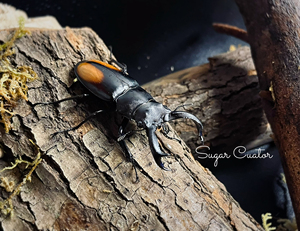 橘背叉角锹形虫 hpp