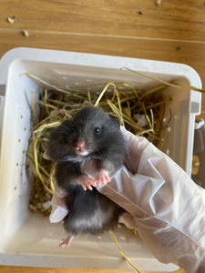 长毛金丝熊 家养金丝熊黑熊弟弟 腾笼子40包邮