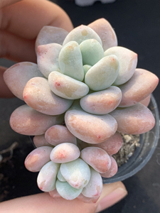 多肉植物,洛神,有老桩,状态好,叶片肥美,喜欢直接拍就行!满