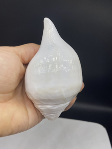 110mm尼泊尔白海螺右旋海螺 铅螺 天然供奉海螺