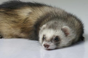 安格鲁雪貂学生宠物貂幼崽网红幼体花貂活体宿舍宠物小水獭活物貂