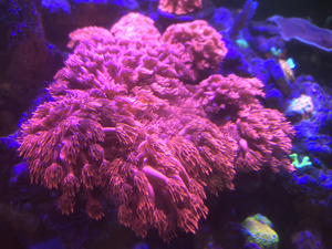 红单苞,红单苞珊瑚,入门级珊瑚,珊瑚断枝,新手珊瑚,大约20