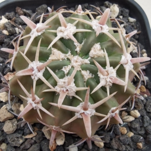 豪刺凌波仙人球