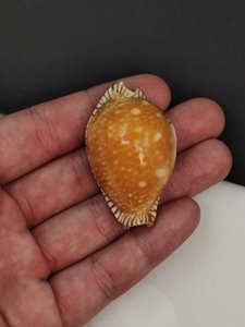 【金星宝螺】金星宝螺品牌,价格 - 阿里巴巴