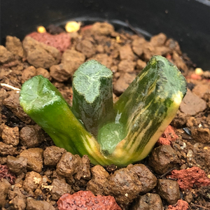 南阿星万象锦十二卷多肉植物