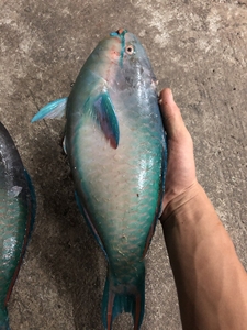 [西沙群岛]全国最优质的海域,出产高品质的海鱼,青衣,各种海