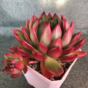 多肉植物贵妇手指群生大型懒人植物花盆口径10cm,大小请参照