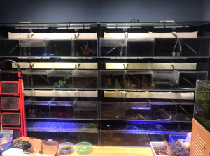 12mm超白玻璃鱼缸