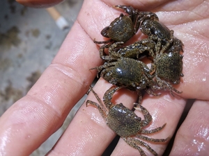 豹纹螃蟹 豹点蟹 观赏蟹