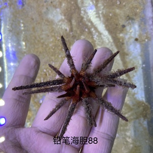 铅笔海胆