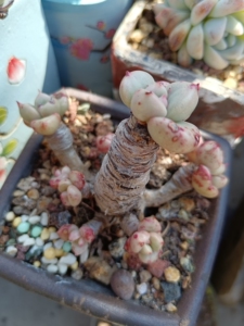 奶油鳄梨  多肉植物  一物一拍 无砍老桩  拇指桩子 不议