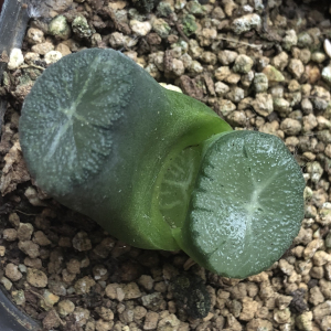 000人付款淘宝南阿星万象,南阿之星万象,南亚之星万象mofanyuanyi