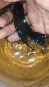 【越黑斗鱼】越黑斗鱼品牌,价格 - 阿里巴巴