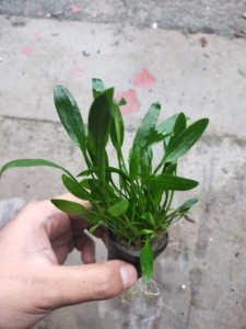 泰国青椒  水草 椒草