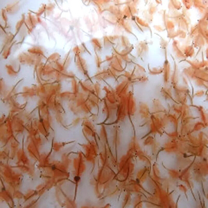 野生无水丰年虾,8元一斤 高品质冷冻鱼食燕鱼七彩三湖鱼饲料