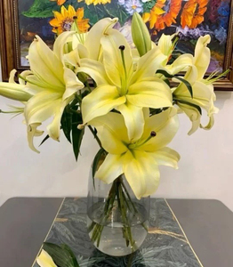 新品:多头黄天霸百合5支,开花大,香味最好闻的百合!