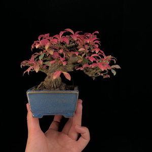 日本真弓卫矛老桩盆景带盆发货