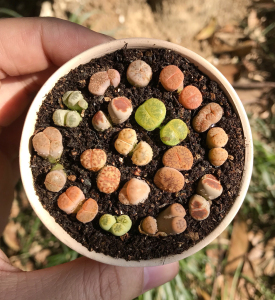 生石花番杏科多肉植物,一物一拍15元,小奔驰,小双头,小奇葩