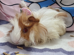 000人付款淘宝豚鼠荷兰猪出小猪长顺长逆冠毛缎毛烟水倾城300.