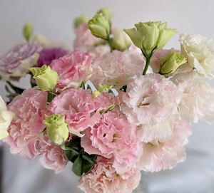 阳光粉洋桔梗,浅粉色带小波浪,一扎多枝30个花头以上量如图一