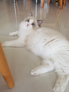 蓝双色弟弟 布偶猫 赛级别 来自杭州minos布偶猫舍 无锡