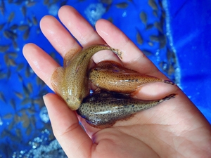 贵爬吸鳅,冷水鱼.皮实好养的工具原生鱼,底栖爬缸可以清除缸内