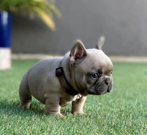 法斗幼犬家养纯种宠物动物活物活体活的小狗法斗宠物狗