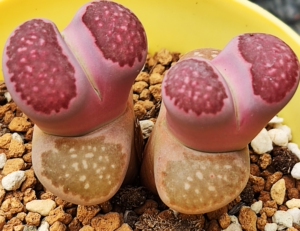 多肉植物生石花 紫李夫人 4.2cm左右双头大母本 叶肥全新