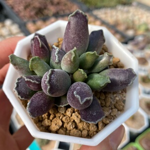 艺妓海豹 艺伎海豹 战神海豹 达摩海豹 多肉植物