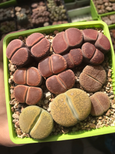 生石花,全窗日轮,黄日轮,c48流水日轮一盆,尺寸3~4厘米