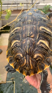 【格兰德龟】格兰德龟品牌,价格 - 阿里巴巴