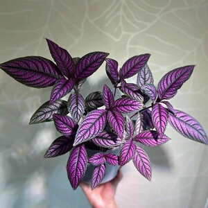 波斯红草红贝马蓝梦幻紫色叶观叶植物阳台耐阴耐晒多年生盆栽绿植