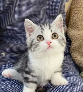 猫粮美短加白