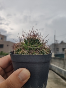 实生琴丝丸群生乳突仙人球 萝卜根 一物一拍