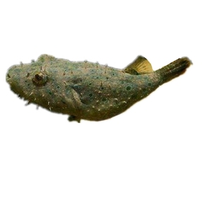 淡水狗头鱼,黄木瓜,河豚,大小不一样,价钱也不一样.毛毛狗斑