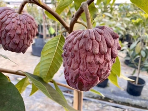 新货活动:以色列红宝石释迦,结果开始为红色转粉红色,成熟后为