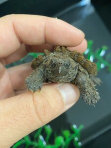 【鳄龟大鳄苗】鳄龟大鳄苗品牌,价格 - 阿里巴巴