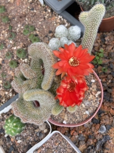 仙人球白檀缀化