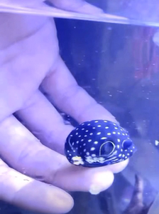 【珍珠狗头鱼】珍珠狗头鱼品牌,价格 - 阿里巴巴